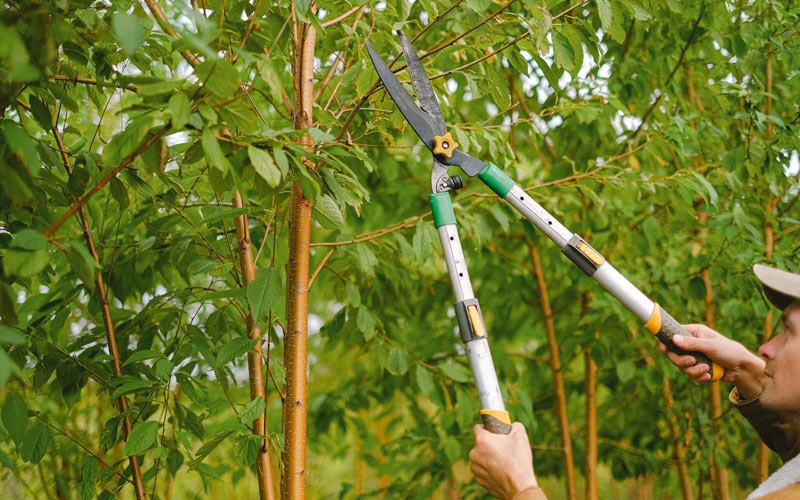 Tree trimming in Millstadt, IL