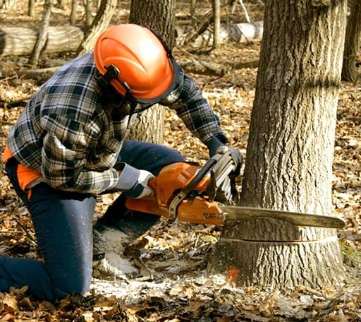 Tree Removal in Millstadt, IL